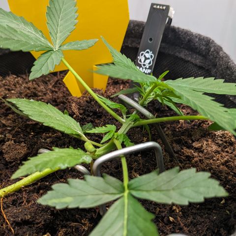 Tamsi growlog photo: First small pistils visible