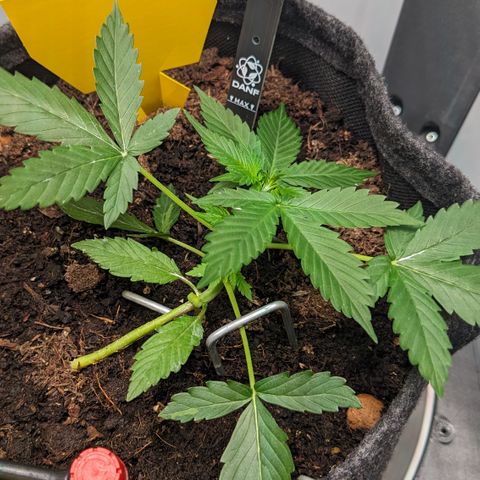 Tamsi growlog photo: First small pistils visible