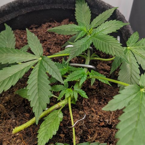 Tamsi growlog timeline photo