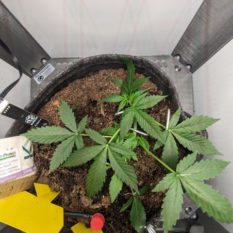 Tamsi growlog timeline photo