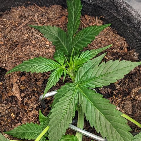Tamsi growlog timeline photo