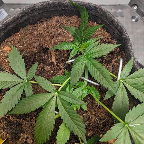 Tamsi growlog timeline photo