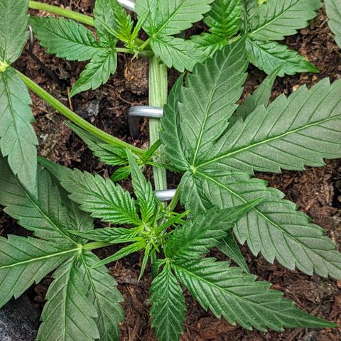 Tamsi growlog timeline photo