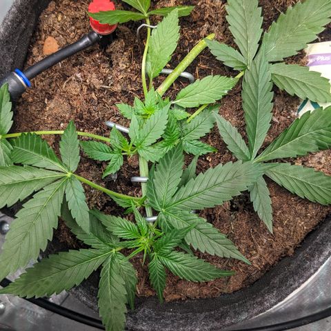 Tamsi growlog timeline photo