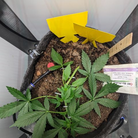 Tamsi growlog timeline photo