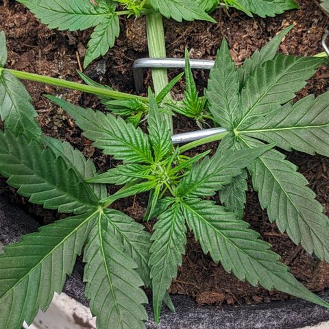 Tamsi growlog timeline photo