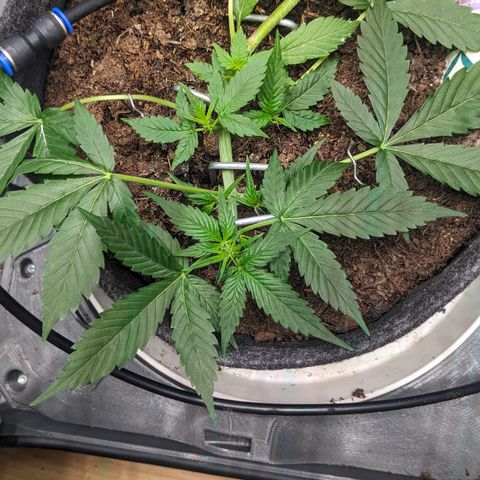 Tamsi growlog timeline photo