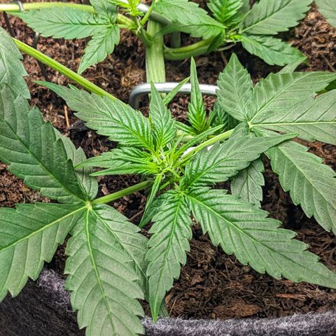 Tamsi growlog timeline photo