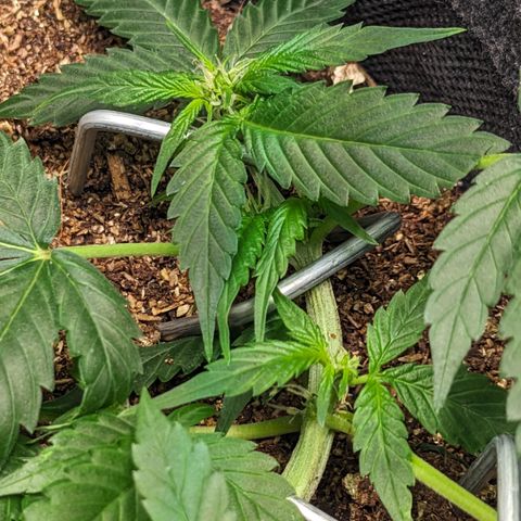 Tamsi growlog timeline photo