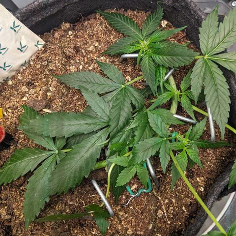 Tamsi growlog timeline photo