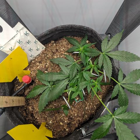 Tamsi growlog timeline photo