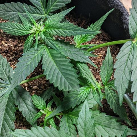 Tamsi growlog timeline photo