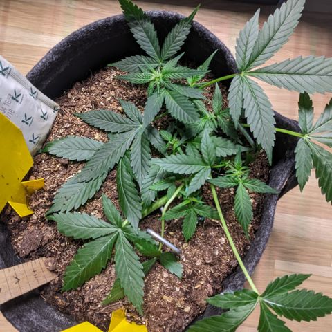 Tamsi growlog timeline photo