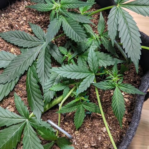 Tamsi growlog timeline photo