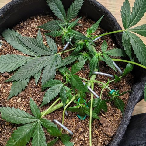 Tamsi growlog timeline photo