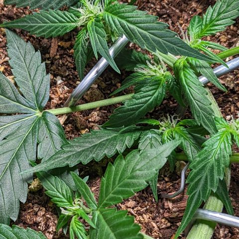 Tamsi growlog timeline photo
