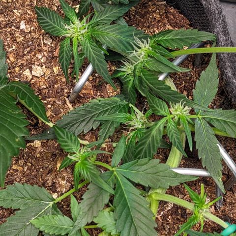 Tamsi growlog timeline photo