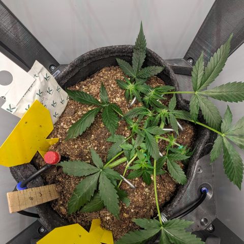 Tamsi growlog timeline photo