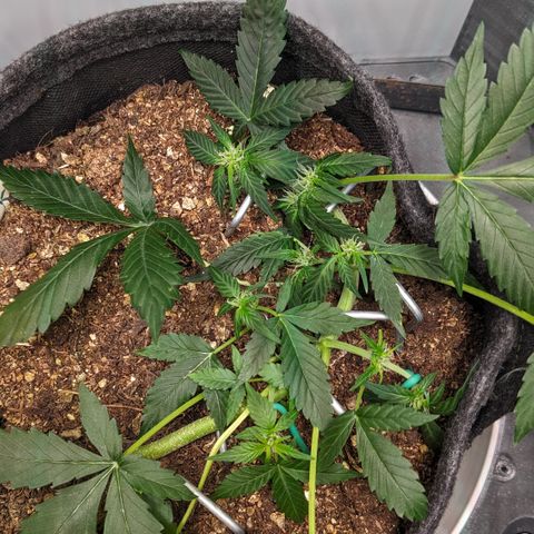Tamsi growlog timeline photo
