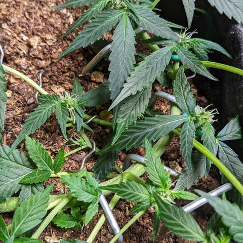 Tamsi growlog timeline photo