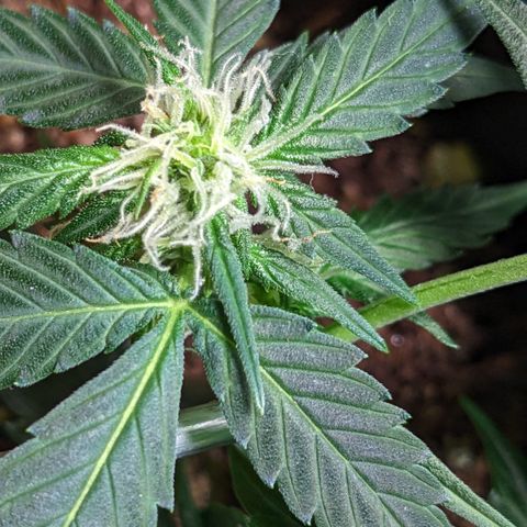 Tamsi growlog timeline photo