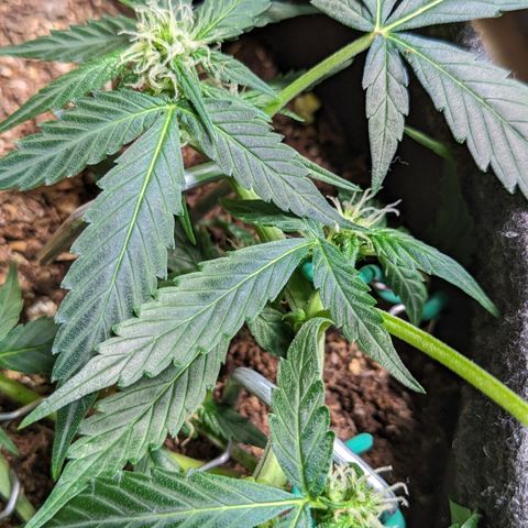 Tamsi growlog timeline photo