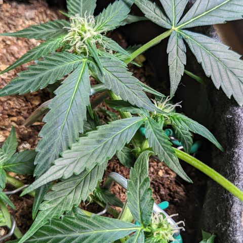 Tamsi growlog timeline photo
