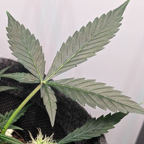 Tamsi growlog timeline photo