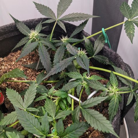 Tamsi growlog timeline photo