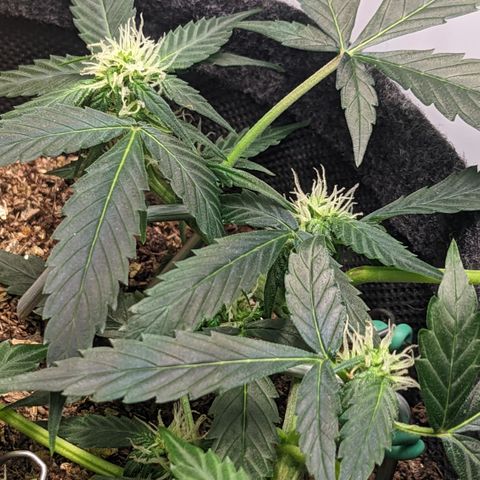 Tamsi growlog timeline photo