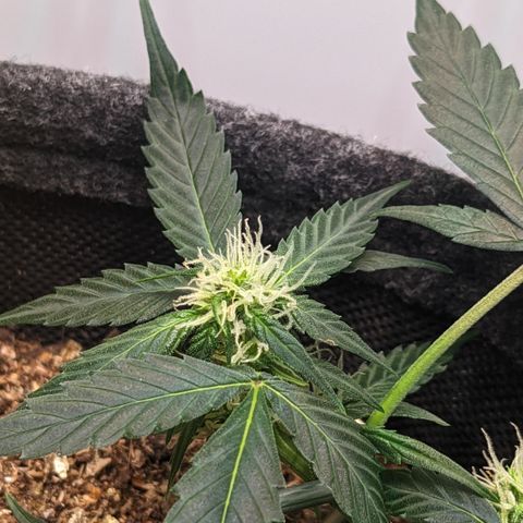 Tamsi growlog timeline photo