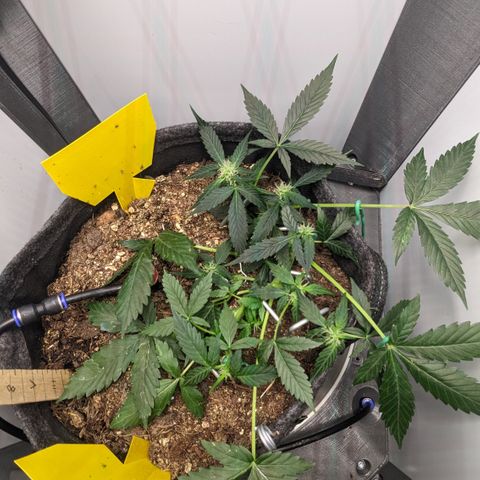Tamsi growlog timeline photo