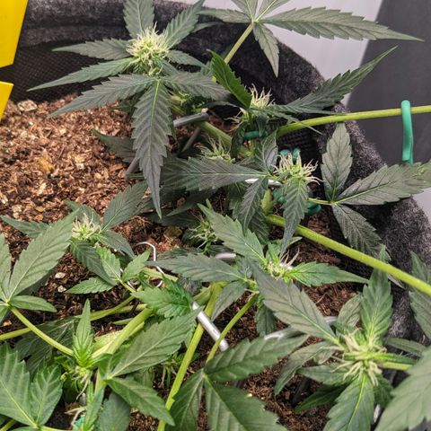 Tamsi growlog timeline photo