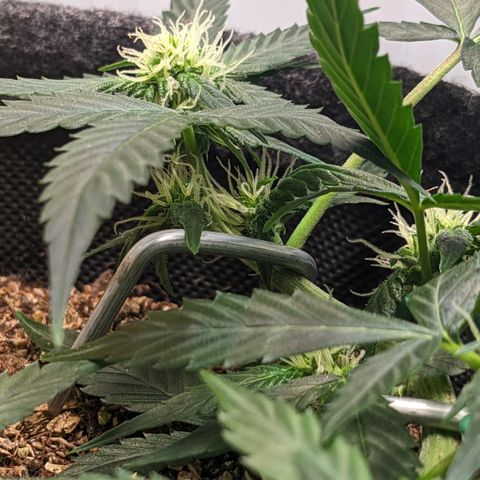 Tamsi growlog timeline photo