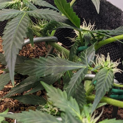 Tamsi growlog timeline photo