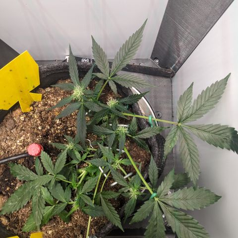 Tamsi growlog timeline photo