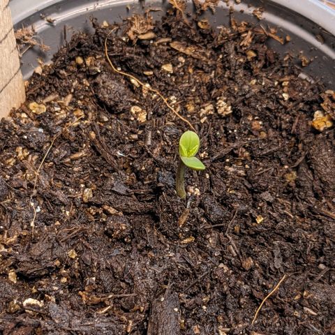 Mary II growlog timeline photo