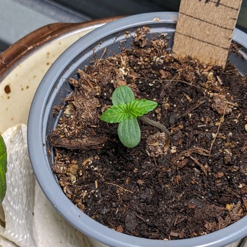 Mary II growlog timeline photo