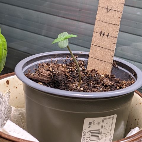Mary II growlog timeline photo