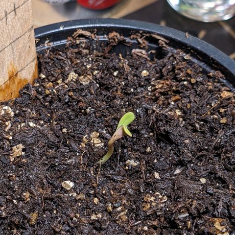 Jane II growlog timeline photo
