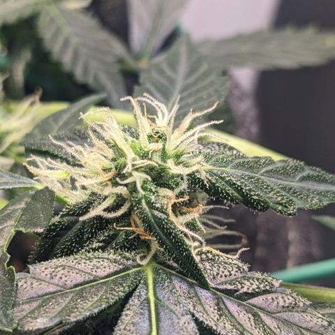 Tamsi growlog timeline photo