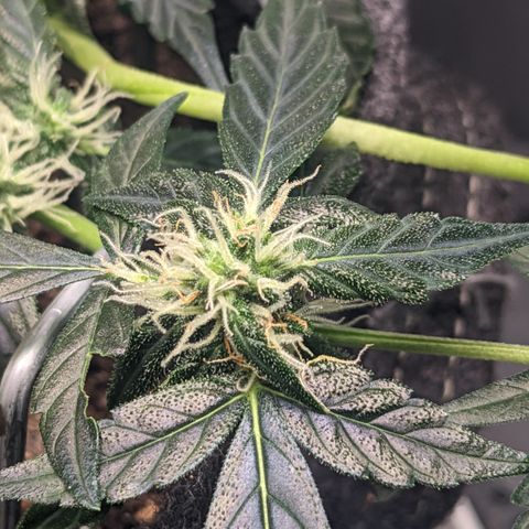 Tamsi growlog timeline photo