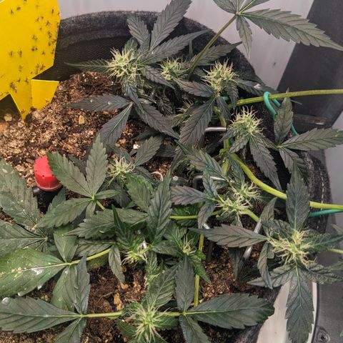 Tamsi growlog timeline photo