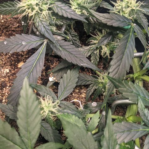 Tamsi growlog timeline photo