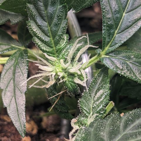 Tamsi growlog timeline photo