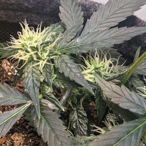 Tamsi growlog timeline photo
