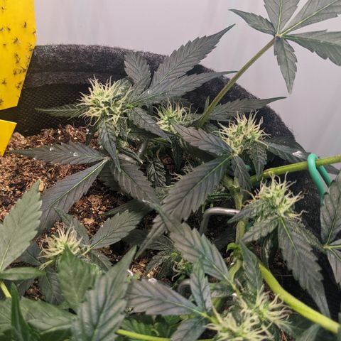 Tamsi growlog timeline photo