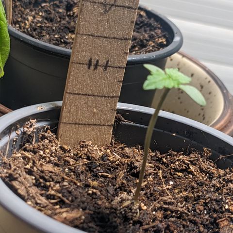 Mary II growlog timeline photo