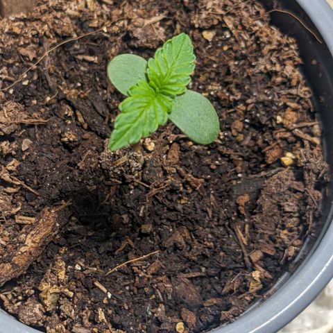 Mary II growlog timeline photo