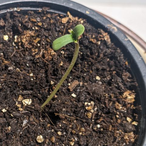 Jane II growlog timeline photo